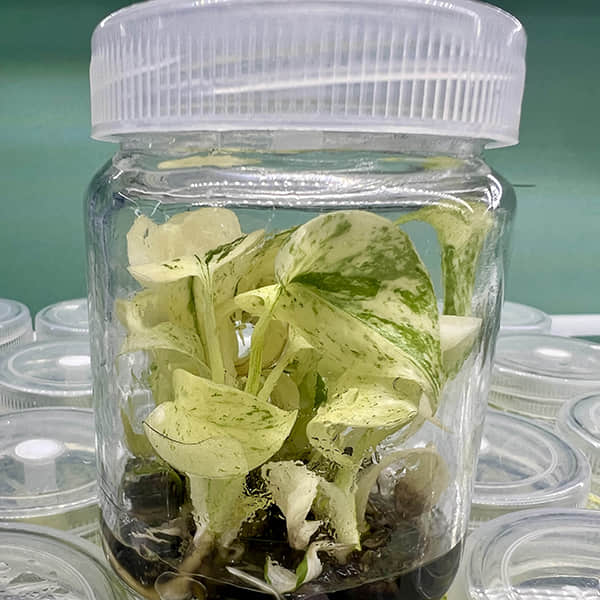 Monstera Deliciosa White Monster