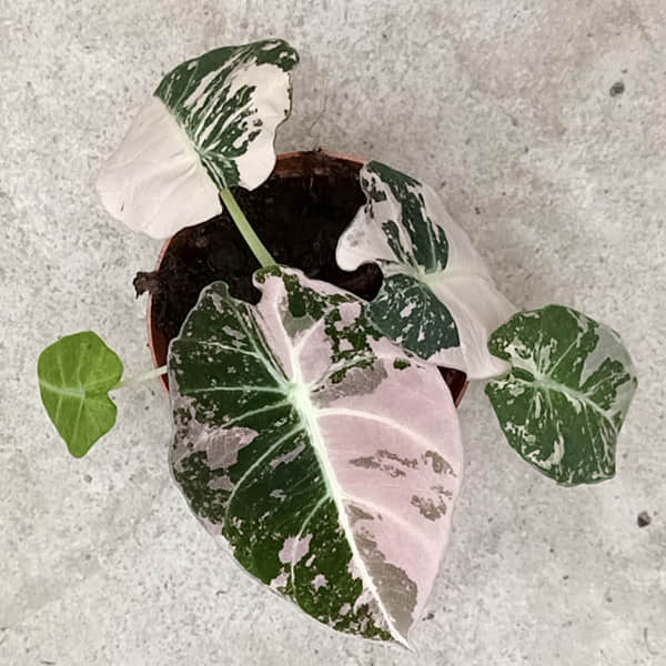 Alocasia Black Velvet Pink Variegated