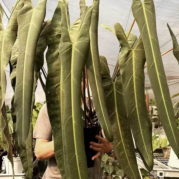 Philodendron Spiritus Sancti