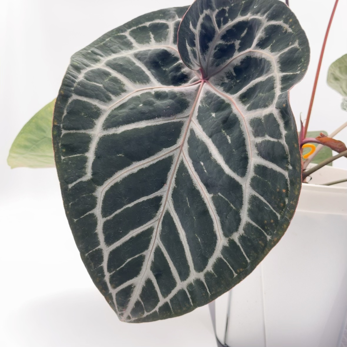 Anthurium