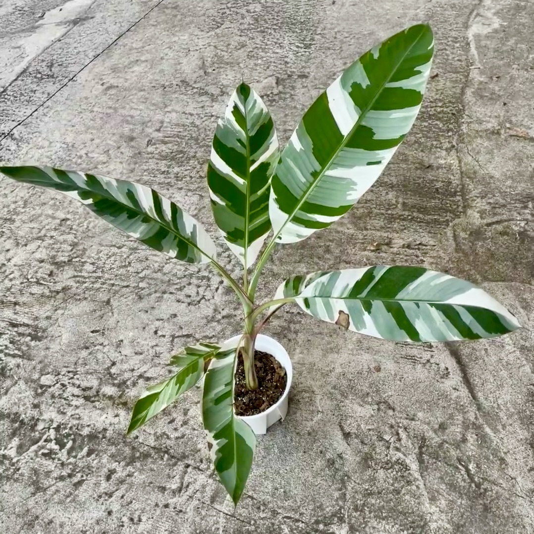 Musa