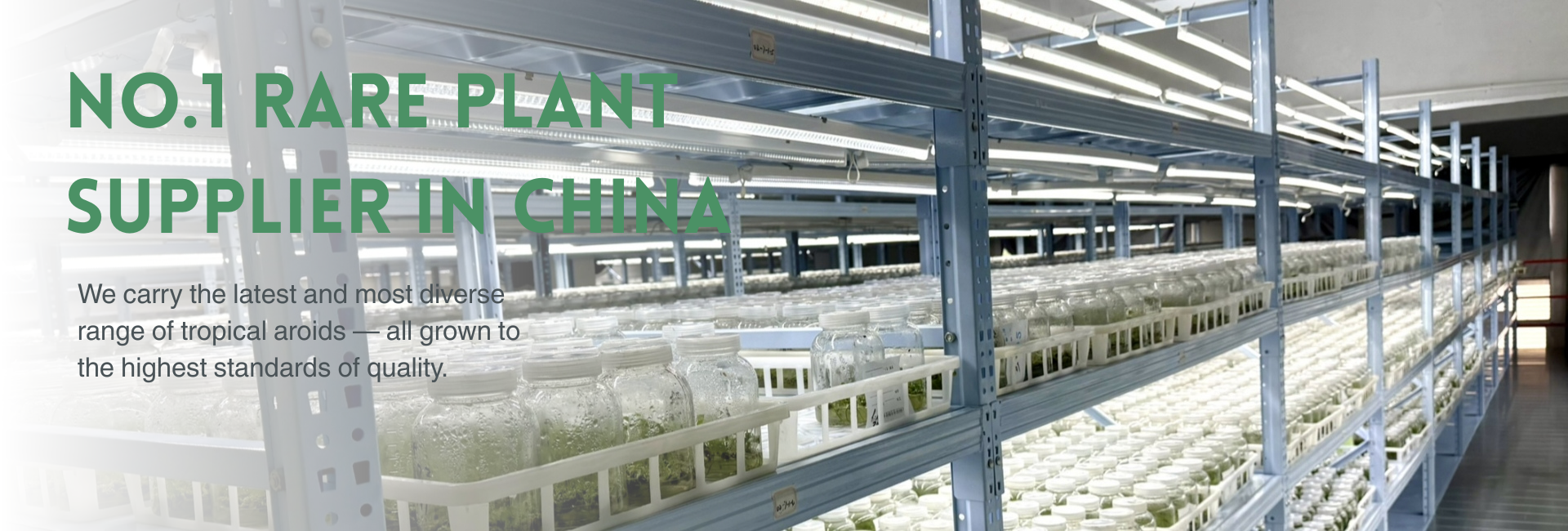 PlantHero