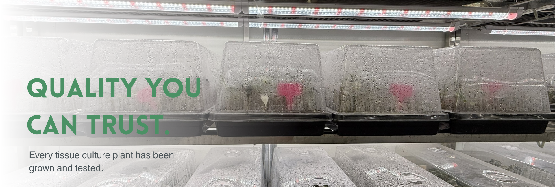 PlantHero