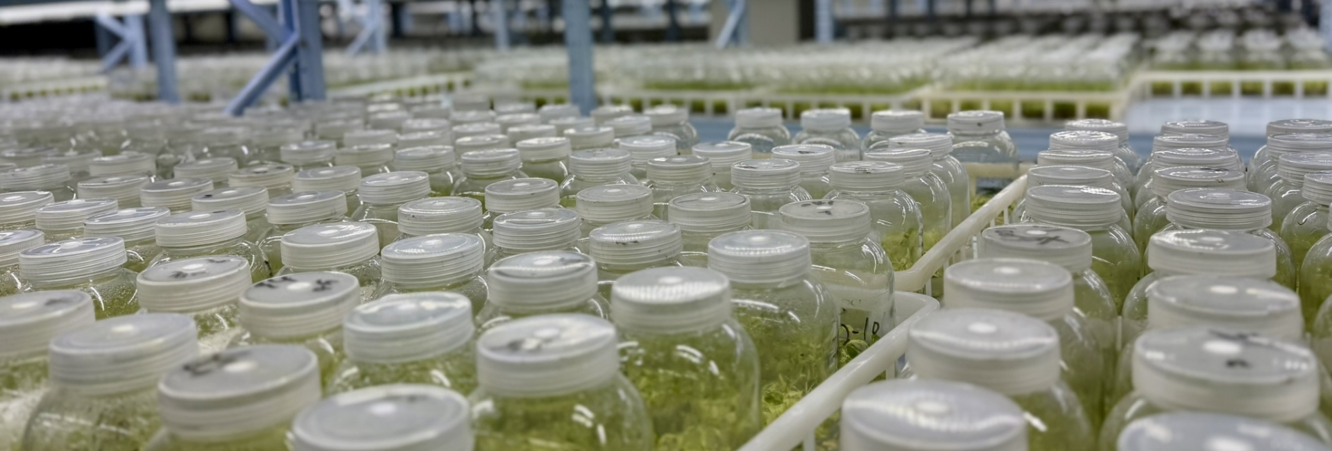 What Is Plant Tissue Culture?