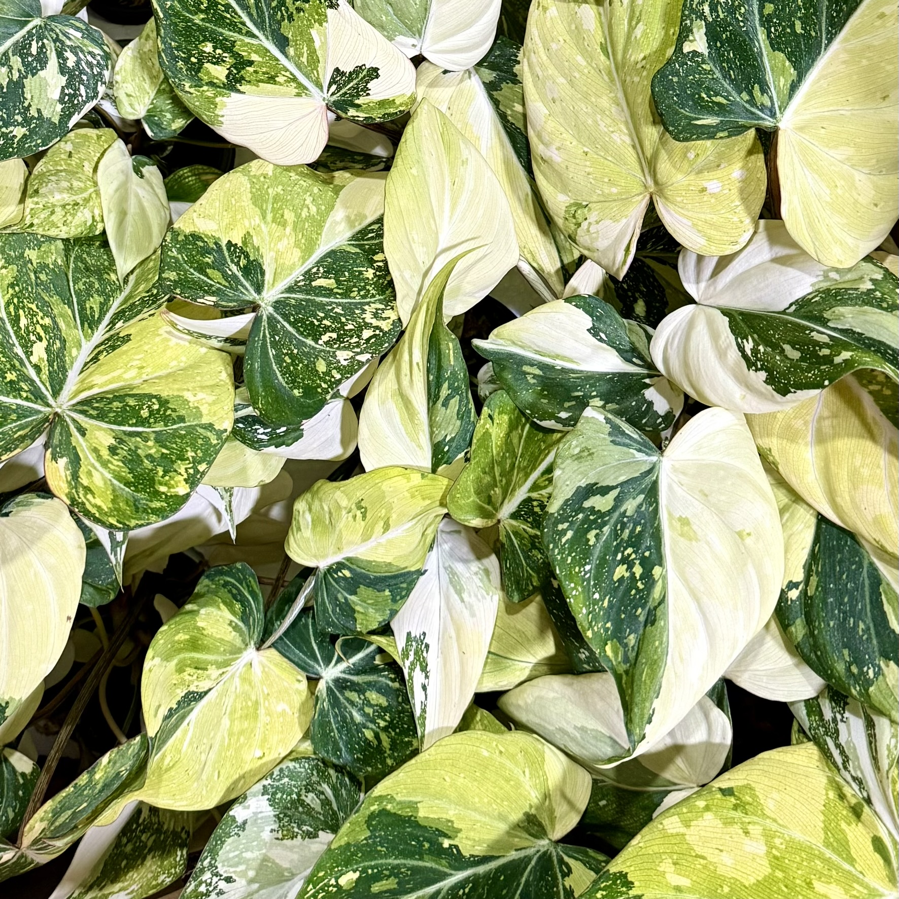 Philodendron Gloriosum Variegated Tri-Color