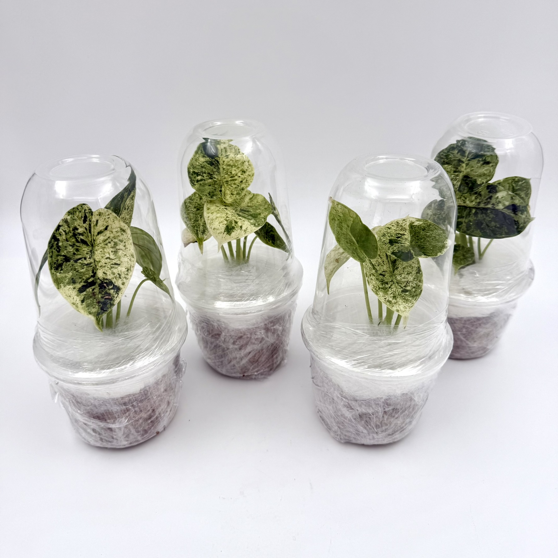 Alocasia Dragon Scale Mint Variegated