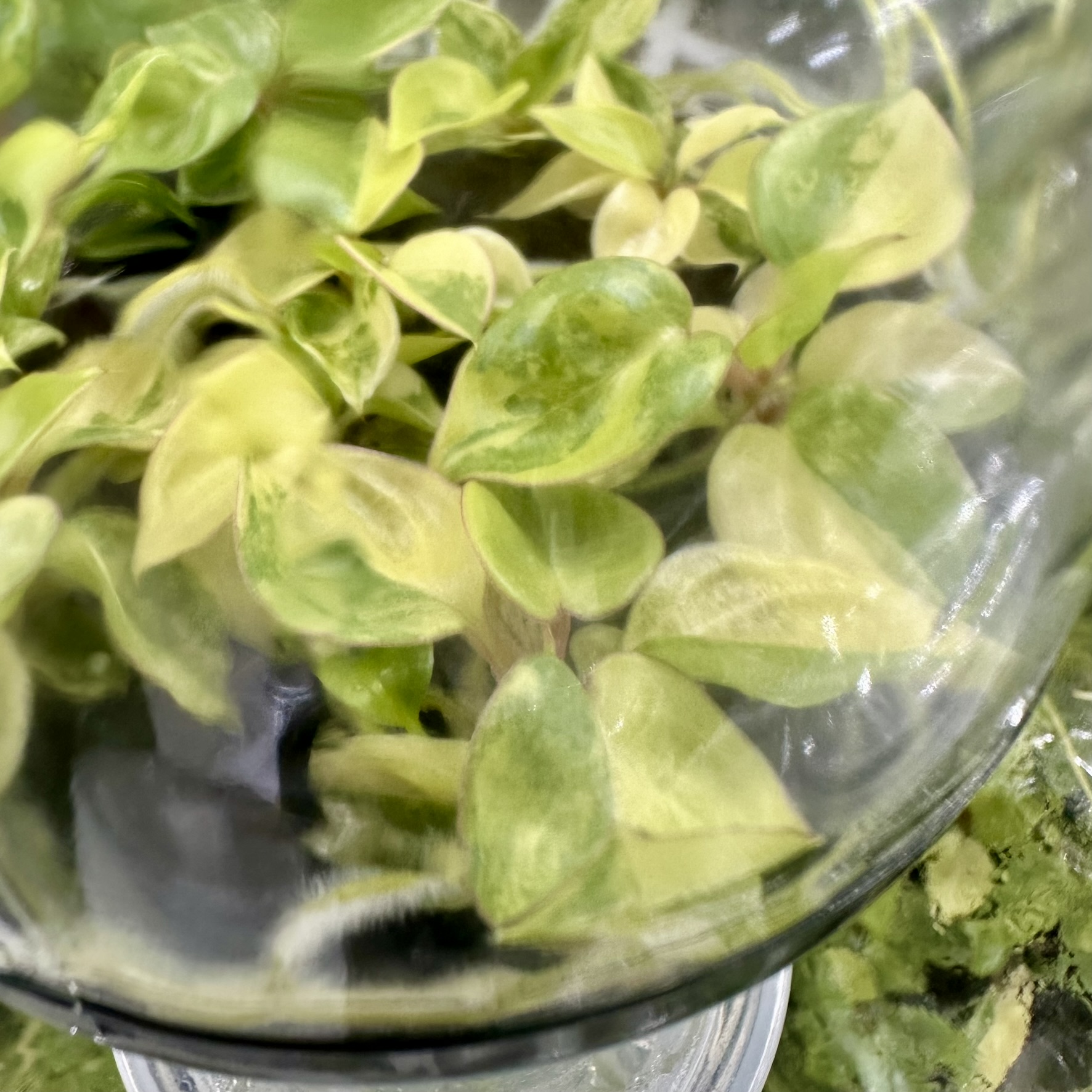 Philodendron Billietiae Variegated