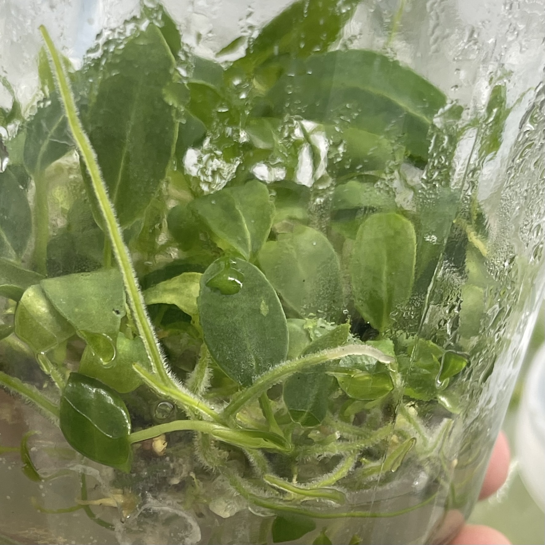 Anthurium Warocqueanum