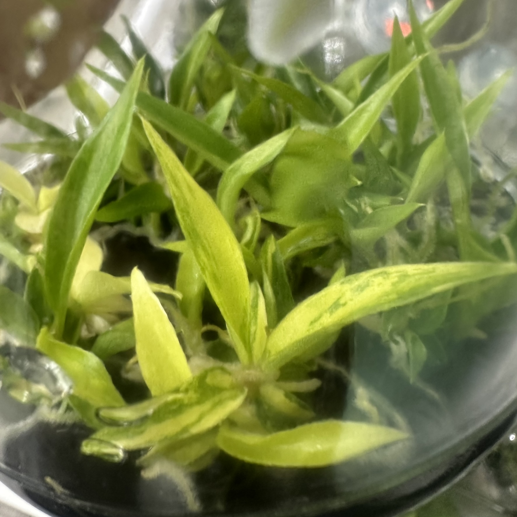 Philodendron Tortum Variegated