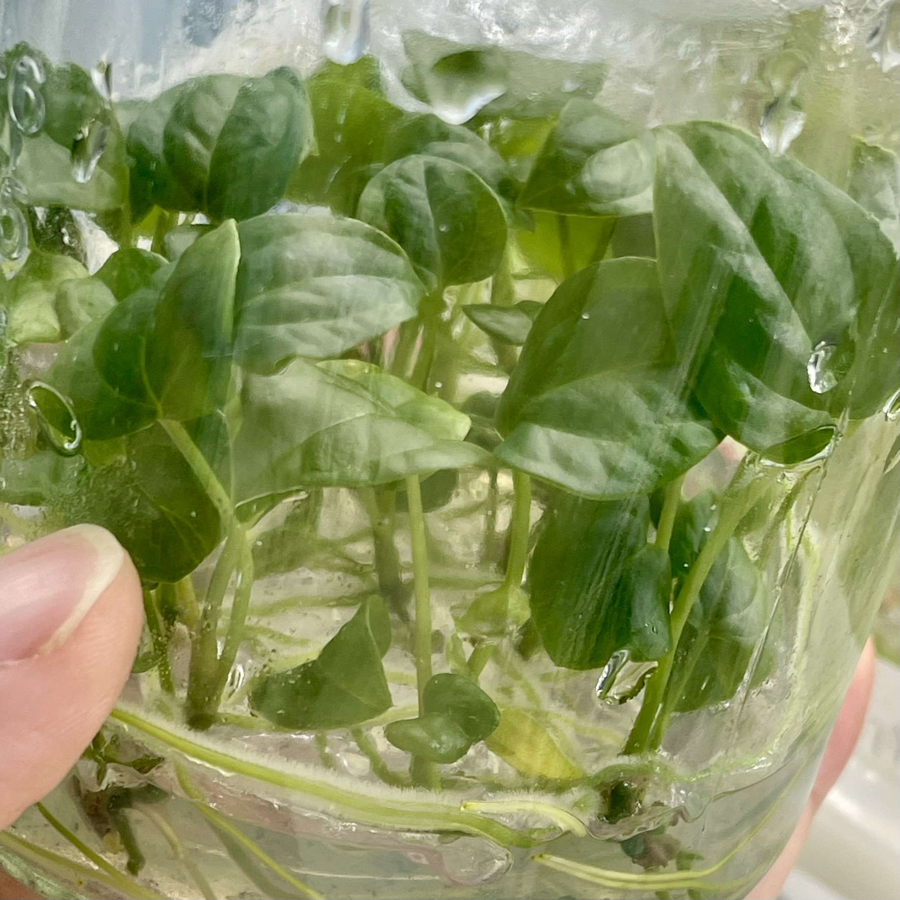 Anthurium Queen Of Hearts