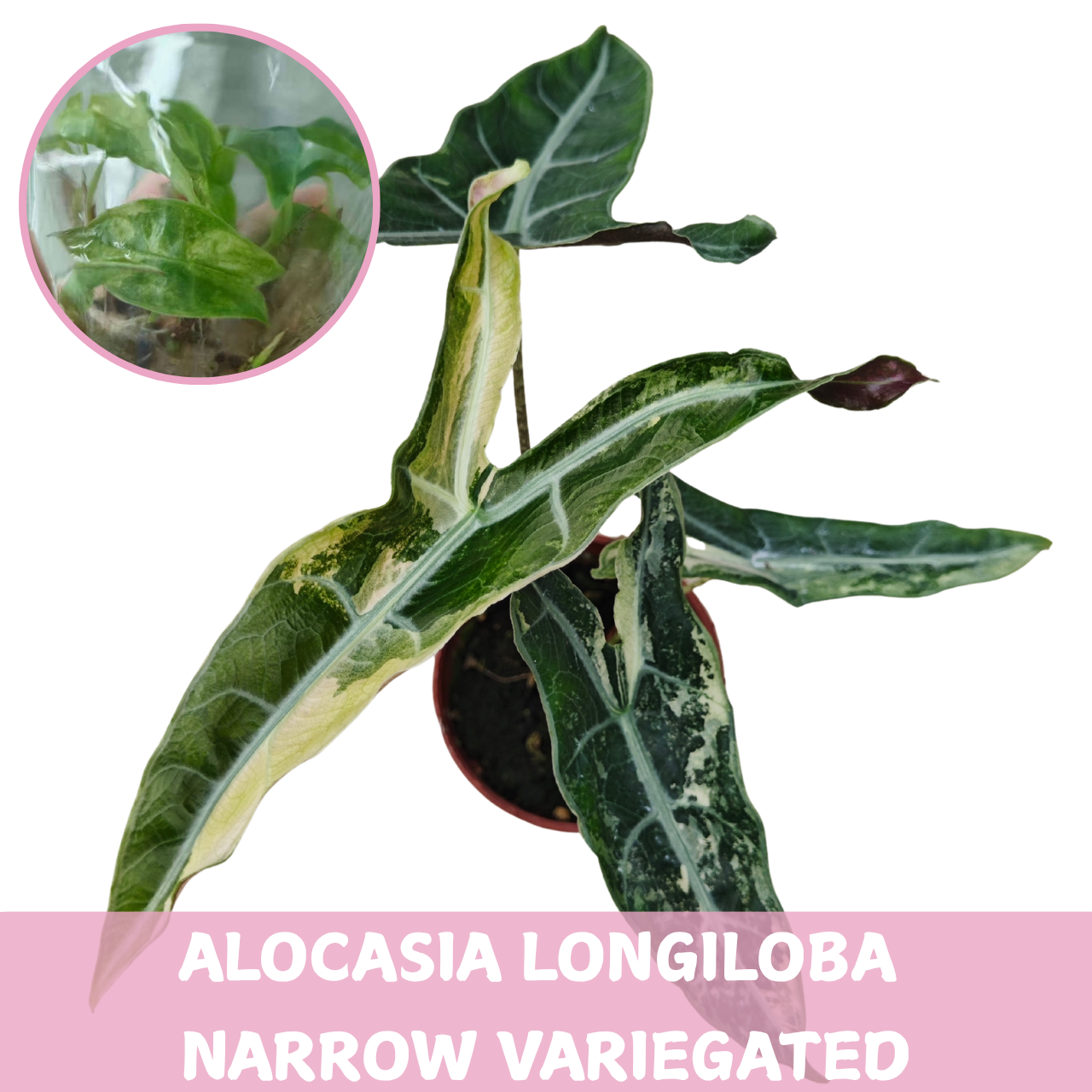 Alocasia Longiloba Narrow Variegated
