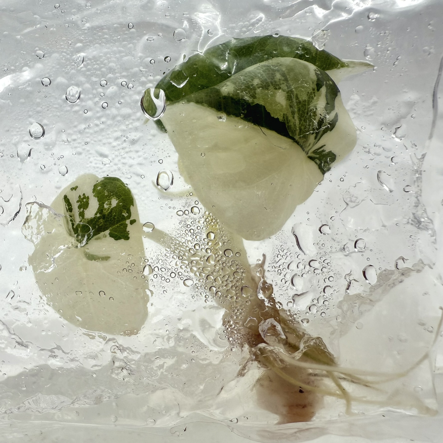 Alocasia Maharani Albo Variegated