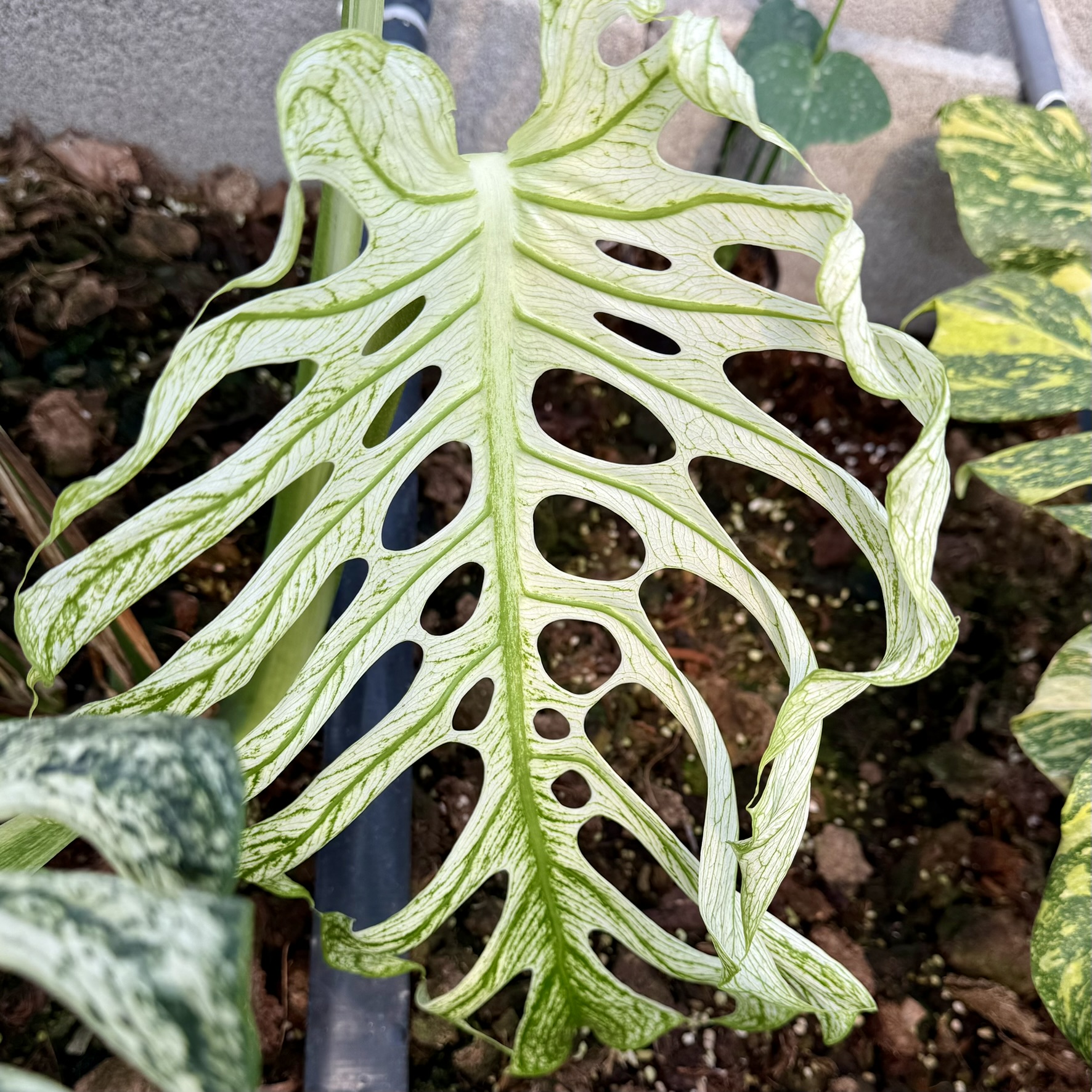 PlantHero
