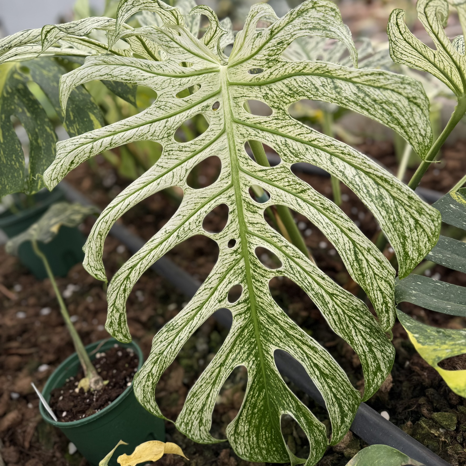PlantHero