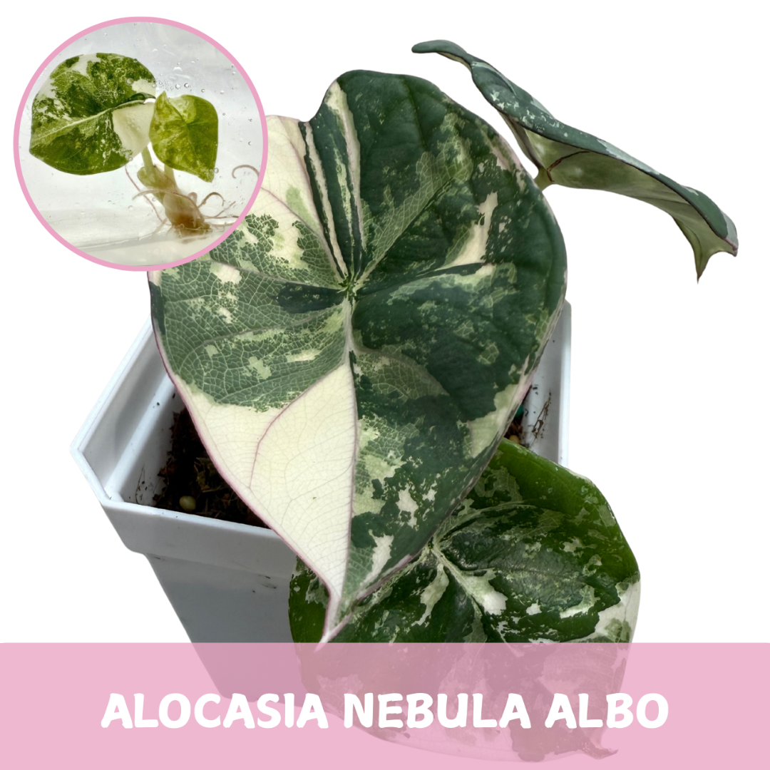 Alocasia Nebula Albo Variegated