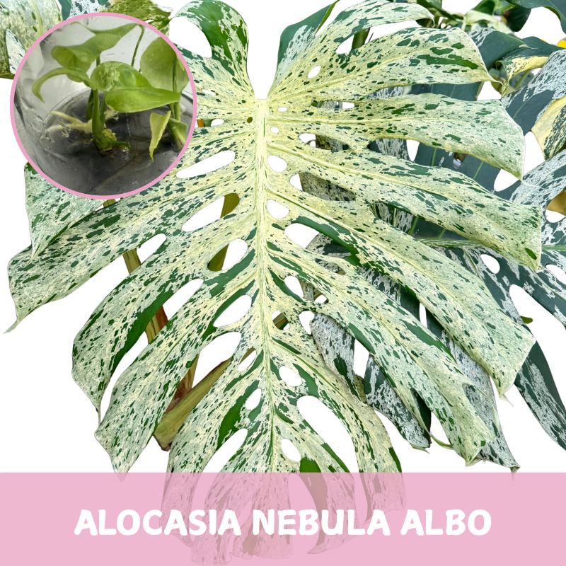 Monstera Bulbasaur