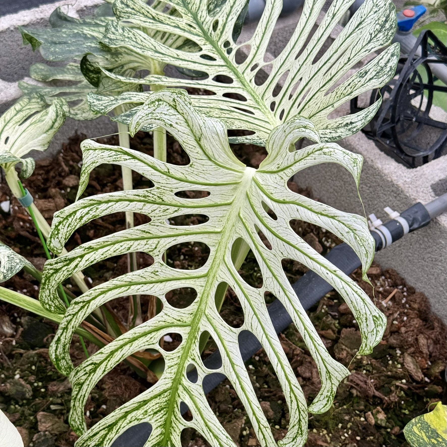 Monstera Devil Monster