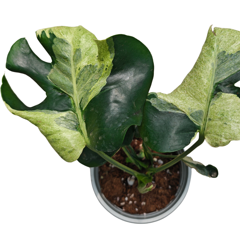 Monstera Deliciosa Ocean Lava