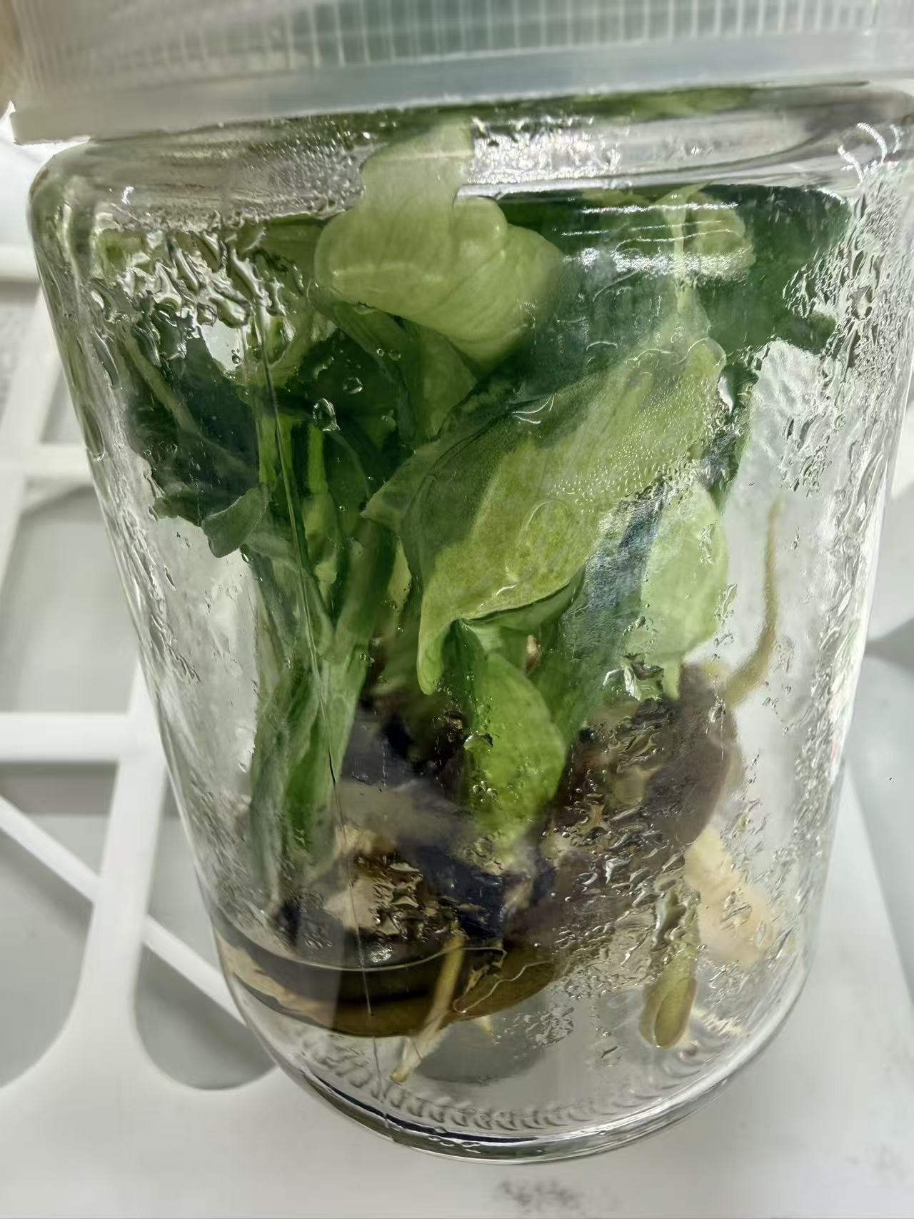 PlantHero
