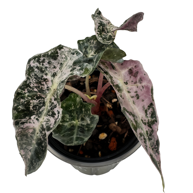 Alocasia Polly Shattered Ruby Variegated（Polly Candy）