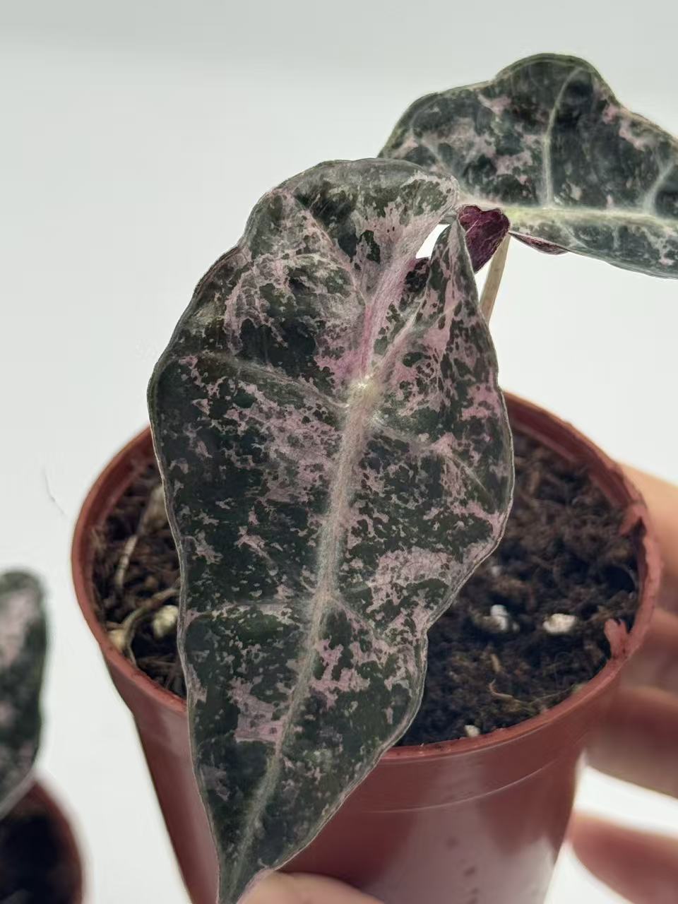 PlantHero