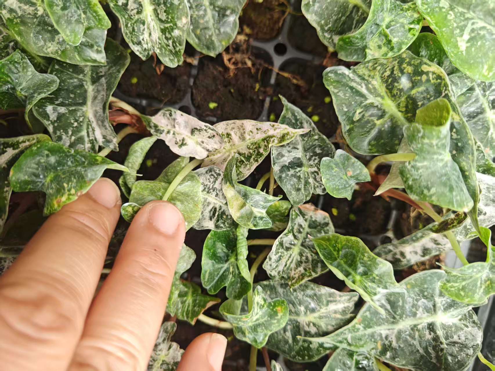 PlantHero