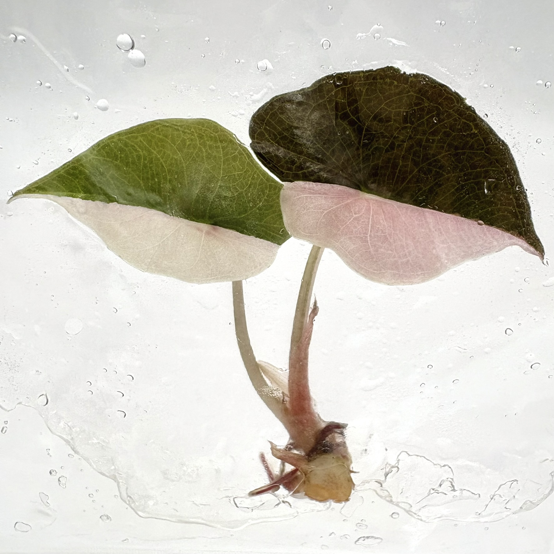 PlantHero