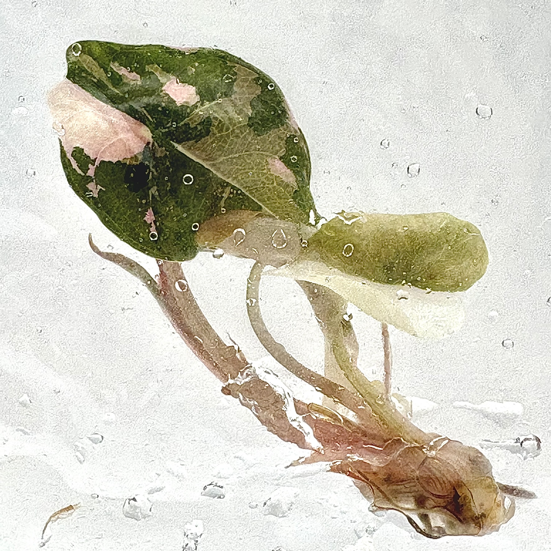 PlantHero