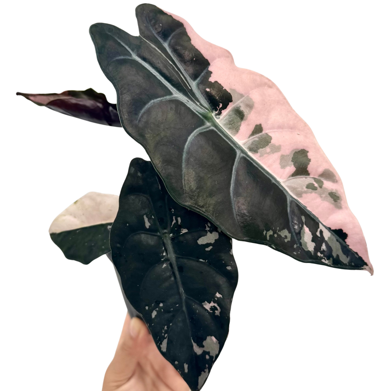 Alocasia Chantrieri Pink Variegated