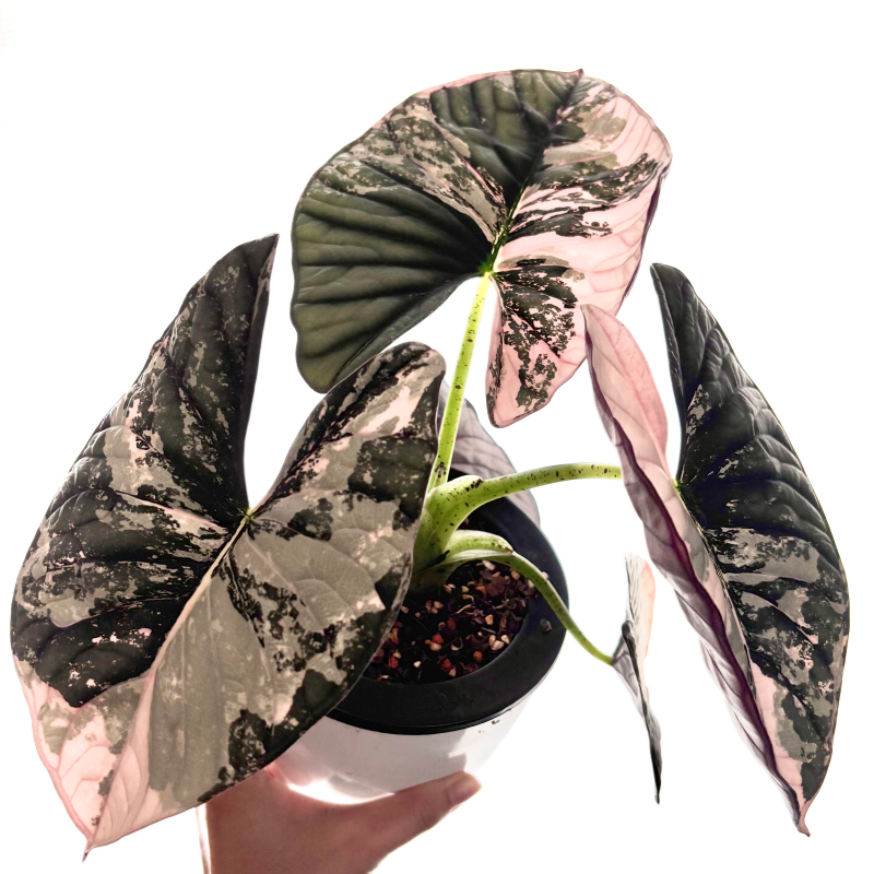 Alocasia Nebula Albo Variegated