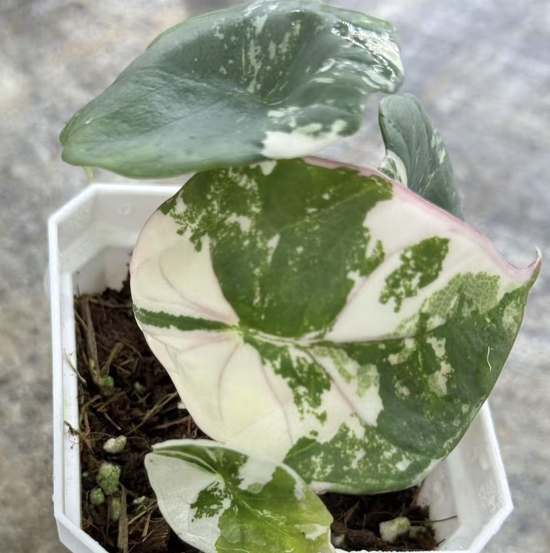 PlantHero