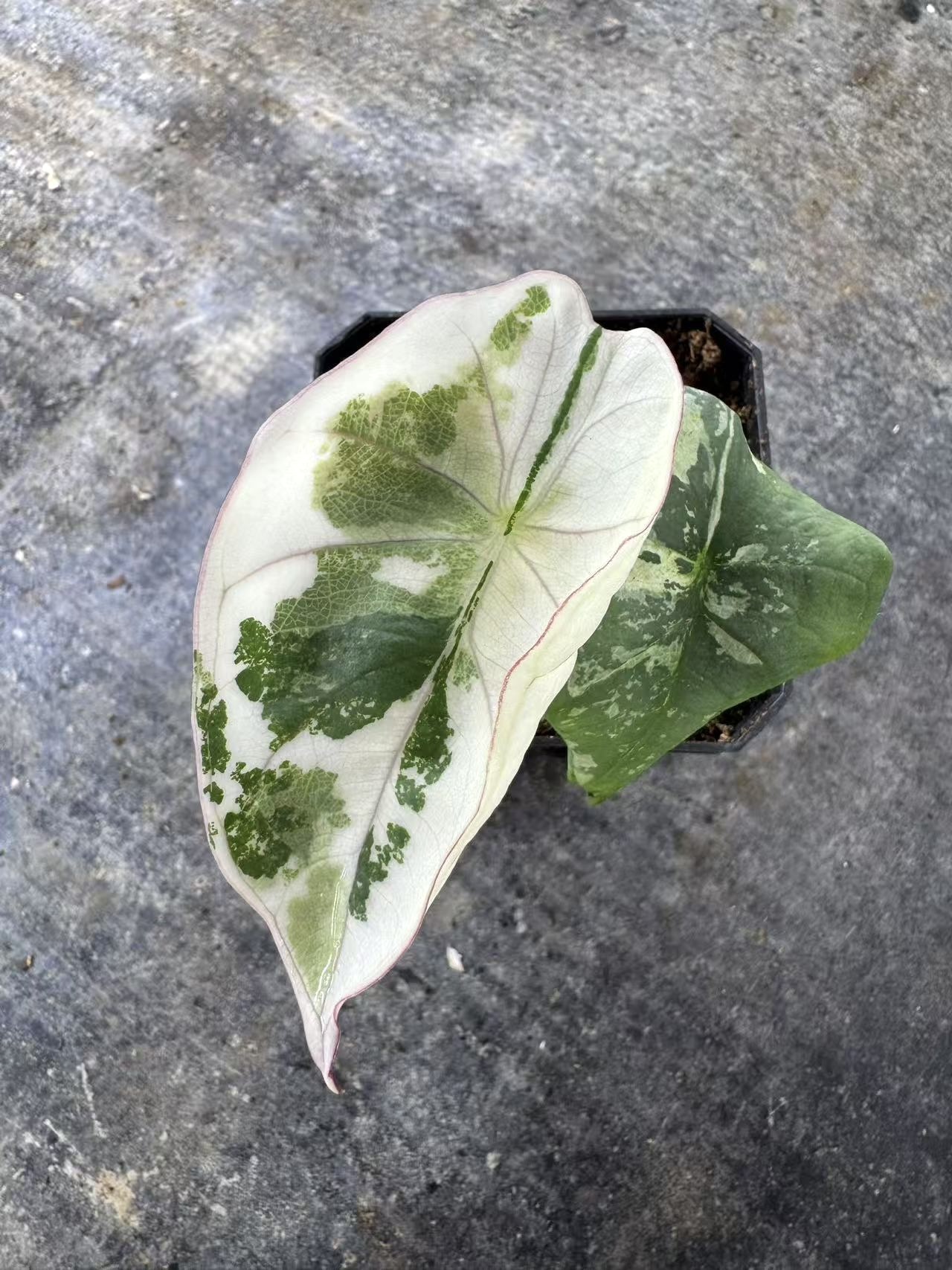 PlantHero