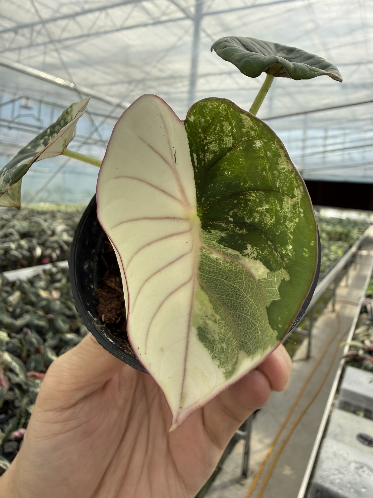 PlantHero