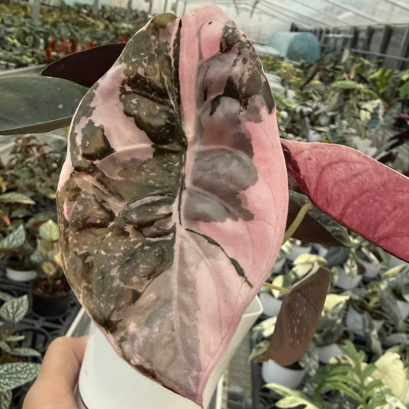 Alocasia Cuprea Red Secret Variegated Super Pink