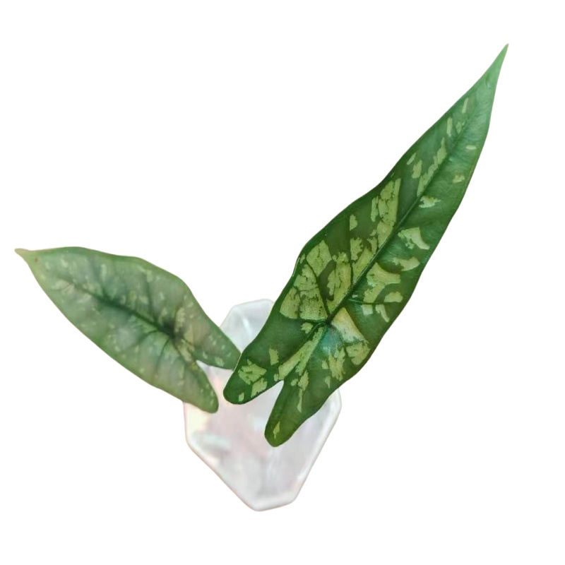  Alocasia Shattered Glass 