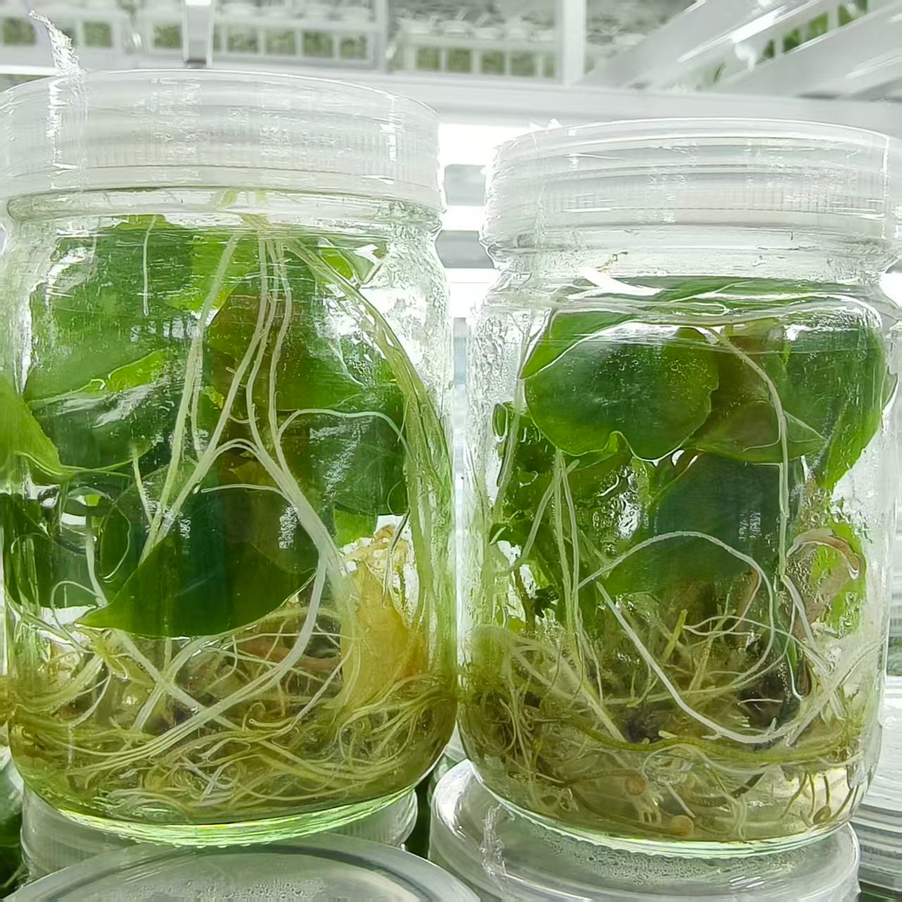 PlantHero