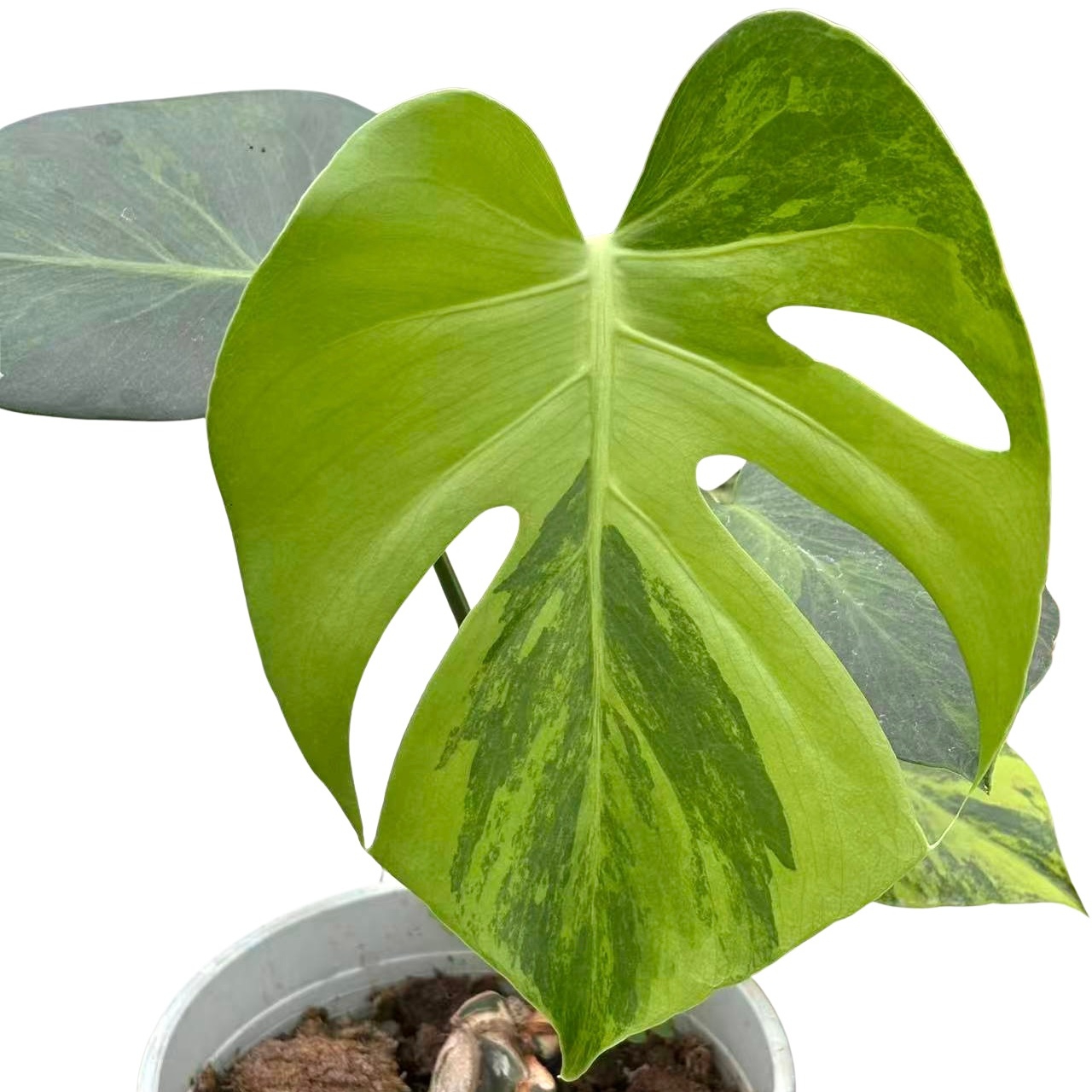 Monstera Green On Green