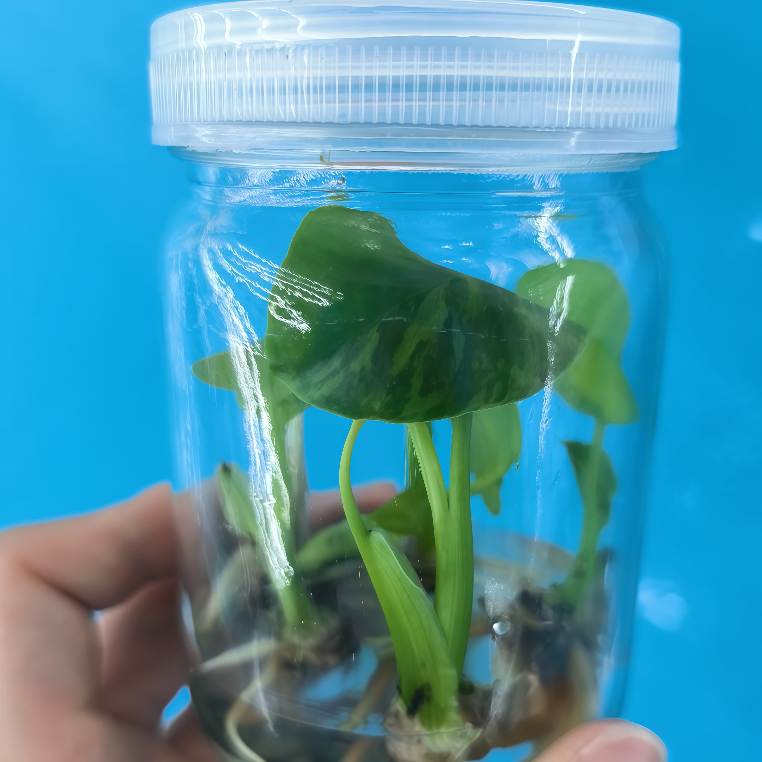 PlantHero