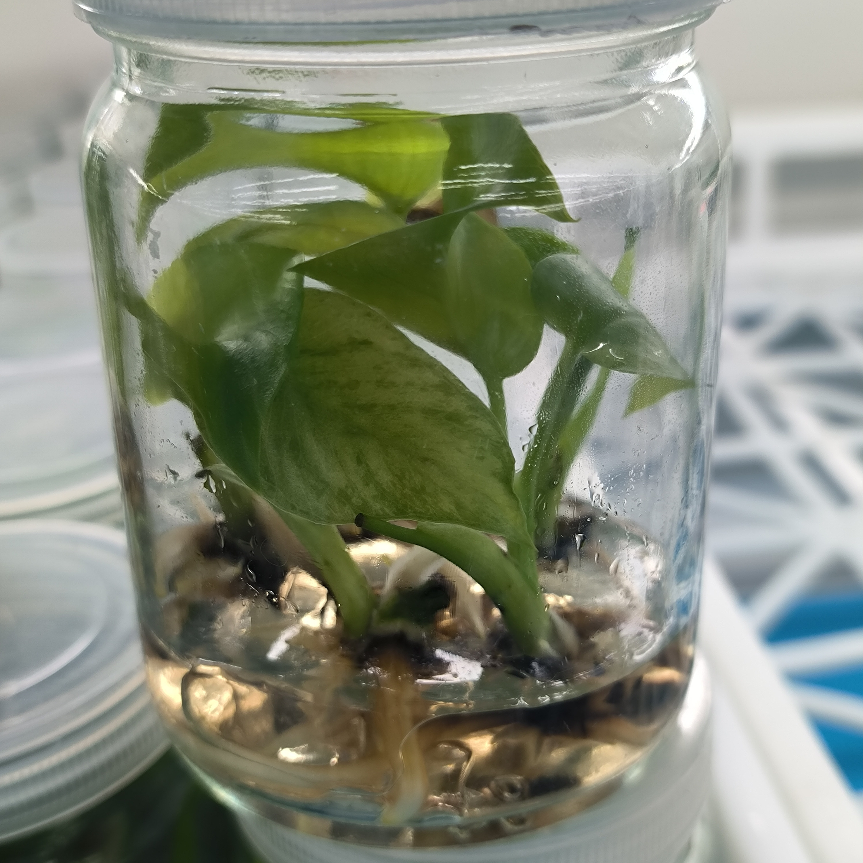 PlantHero