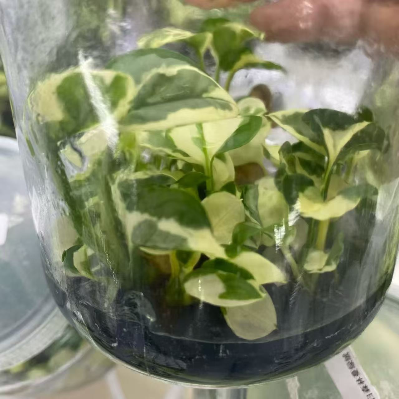 Philodendron White Forest Variegated