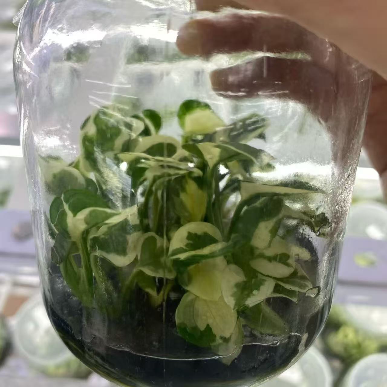 PlantHero