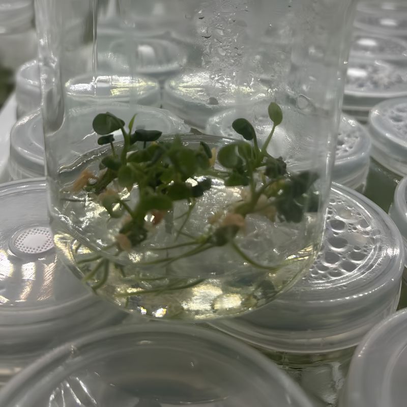 PlantHero