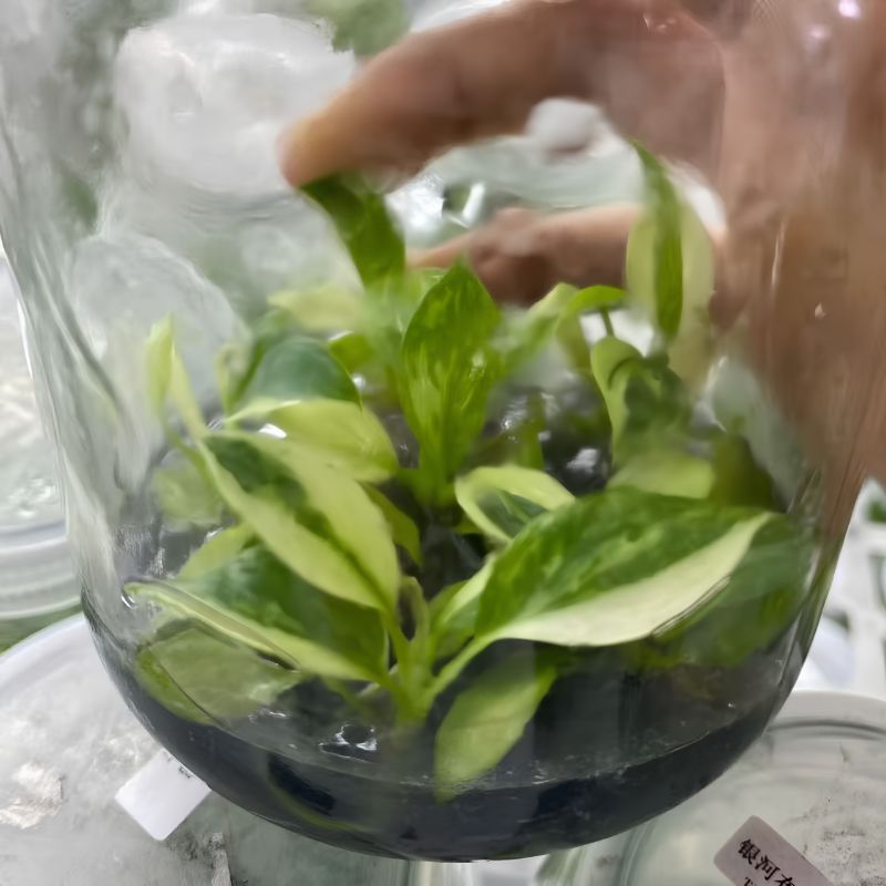 PlantHero