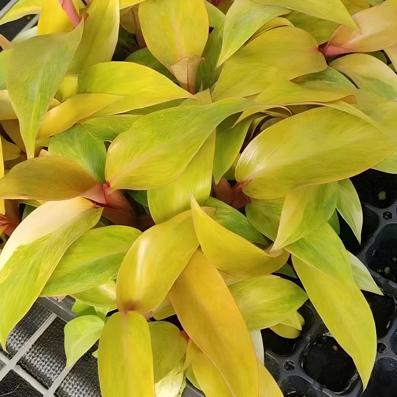 Philodendron Orange Marmalade (Green)