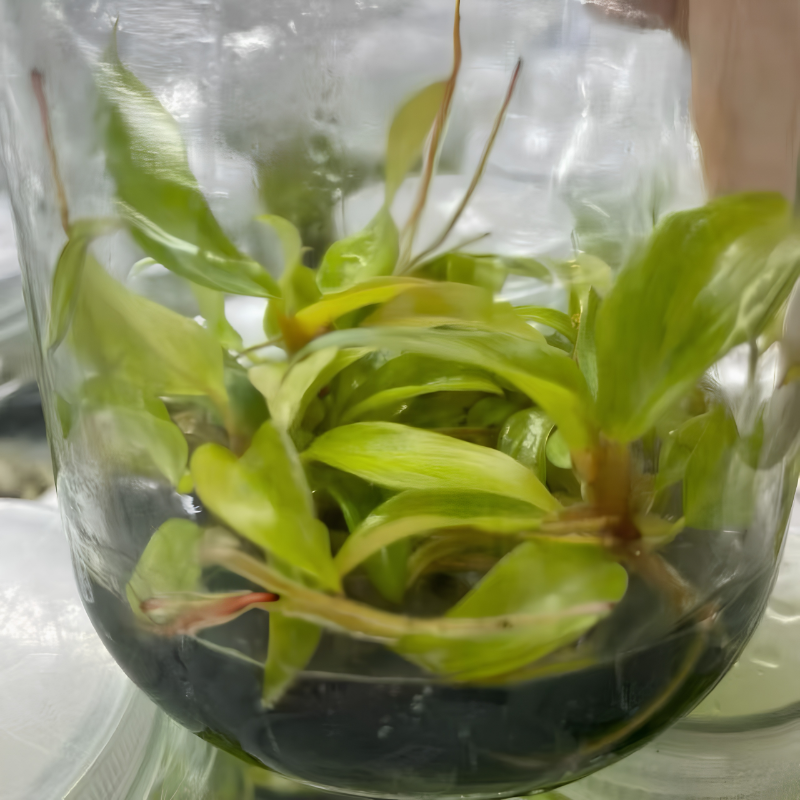 PlantHero