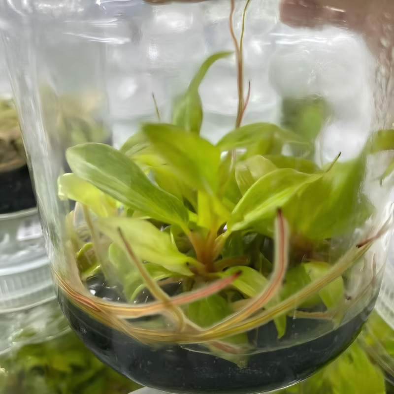 PlantHero