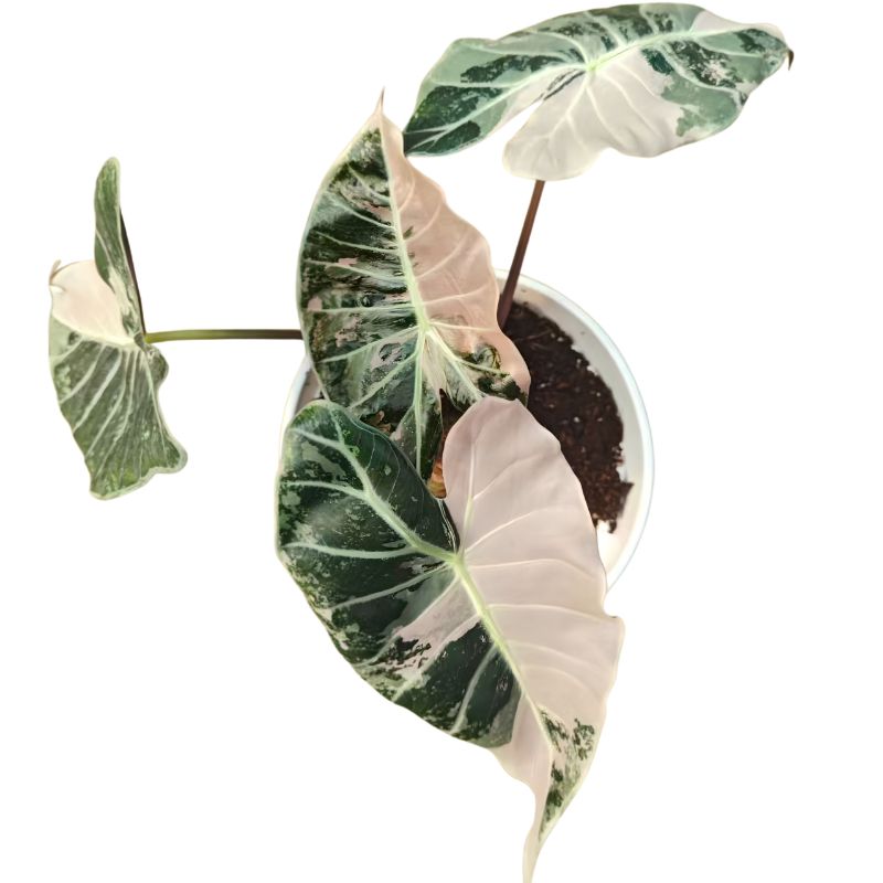 Alocasia Longiloba Grandis Pink Variegated