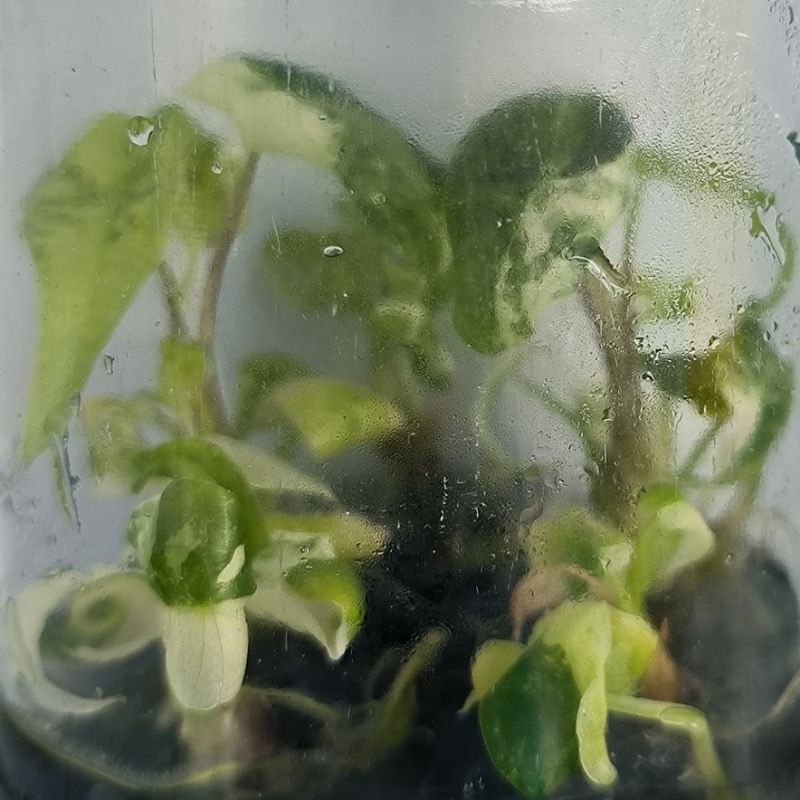 PlantHero
