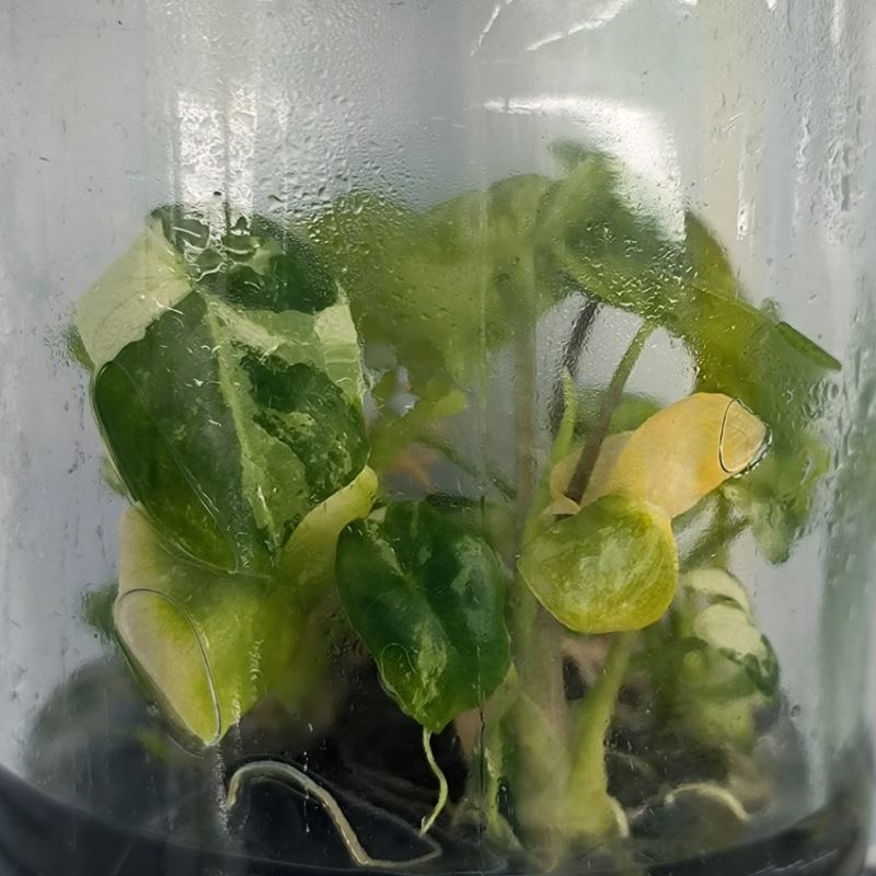 PlantHero