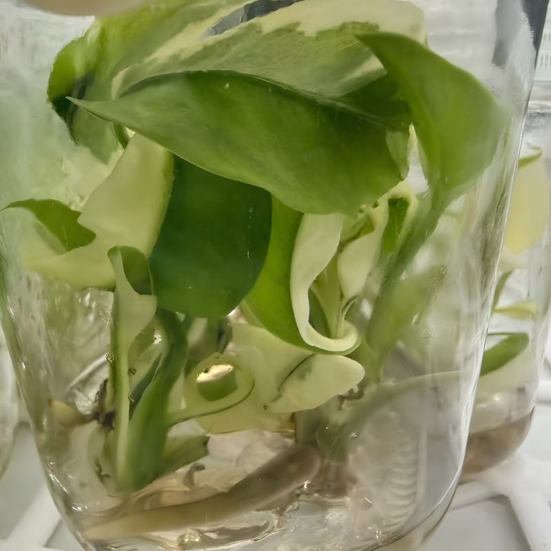 PlantHero